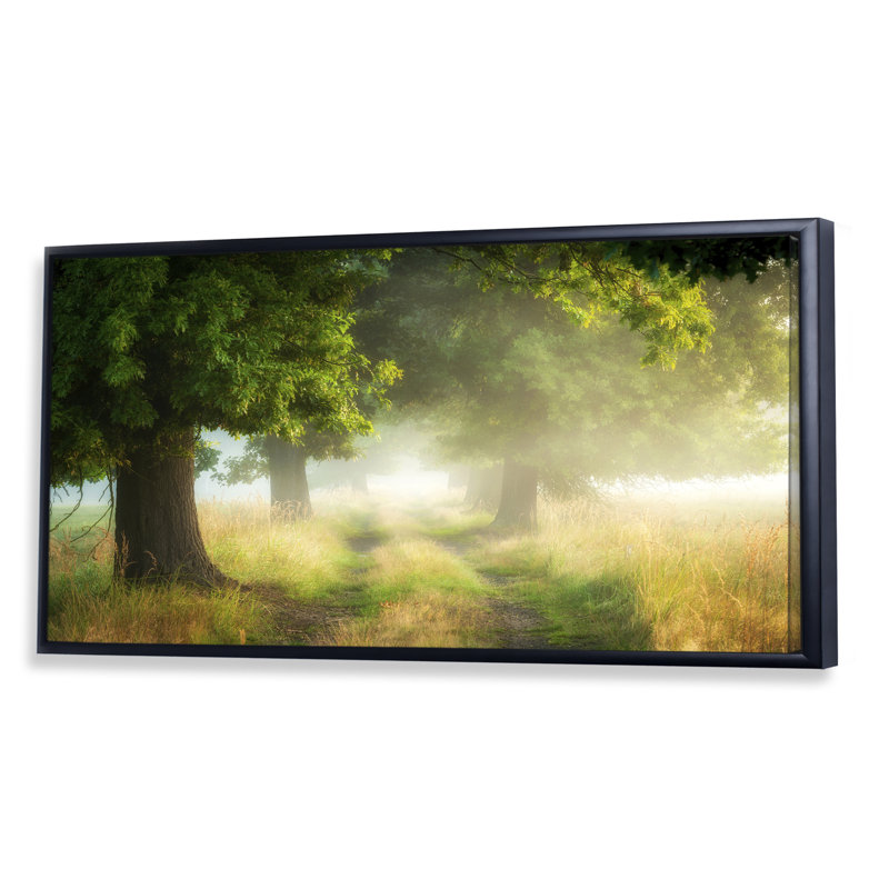 Foggy Morning Old Oaks - photographie sur toile, Cadre noir, H 12 po x l 20 po x P 1 po