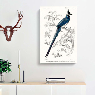 Magpie Jay Bird by Charles D Orbigny - Wrapped Canvas