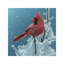 Cardinal - Cherry on Top 1 Piece Painting on Canvas-30506378-103296657