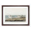 Piping Plover Birds by John Audubon - Framed Print-55616509-55616510