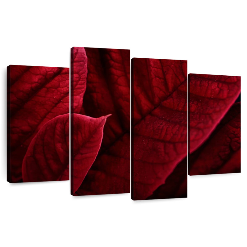 Harnek rouge, poinsettias bractées, H 42 po x l 68 po