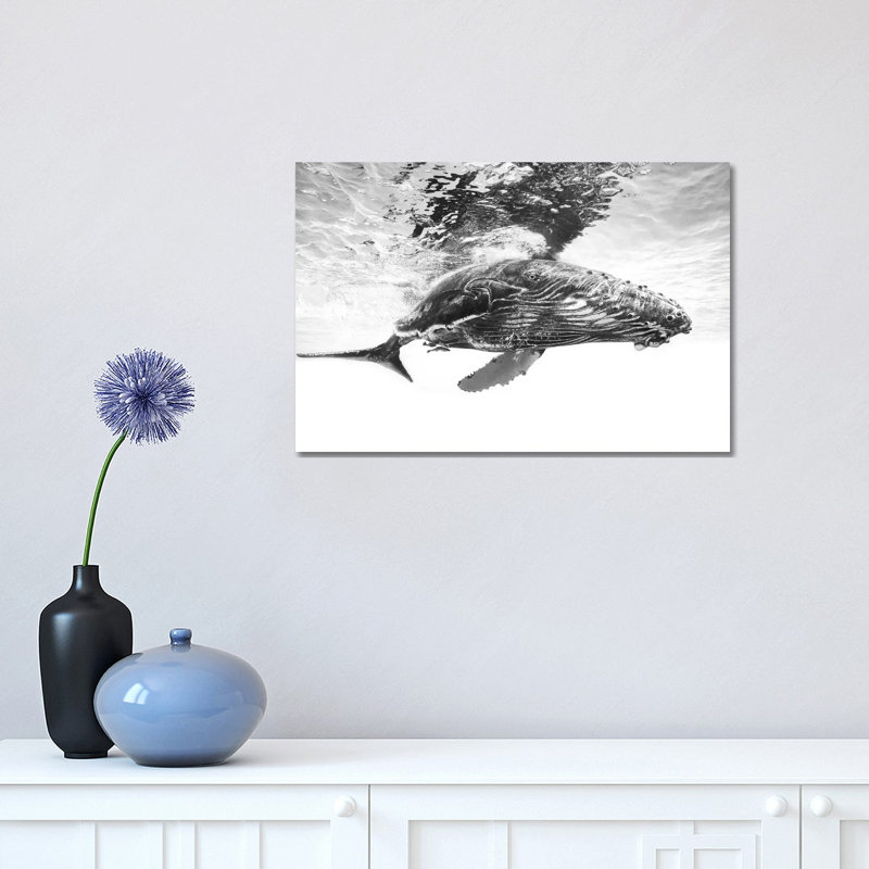 Humpback Whale Calf 1 Piece Wrapped Canvas Wall Art, 30.48 cm H x 45.72 cm W