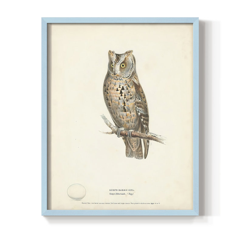 Reproduction encadrée Scops Earl Owl - bois massif, Bleu, H 10 po x l 8 po