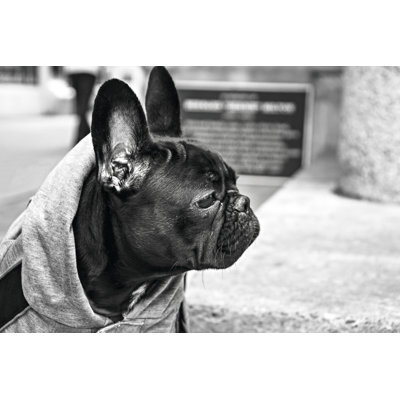 Dog - Wrapped Canvas Print
