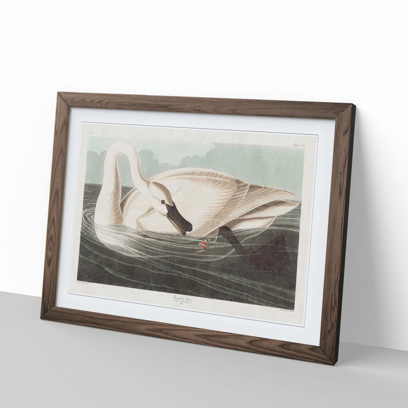 Trumpeter Swan by John James Audubon - Framed Print, Walnut Framed, 48cm H x 65cm W x 2cm D