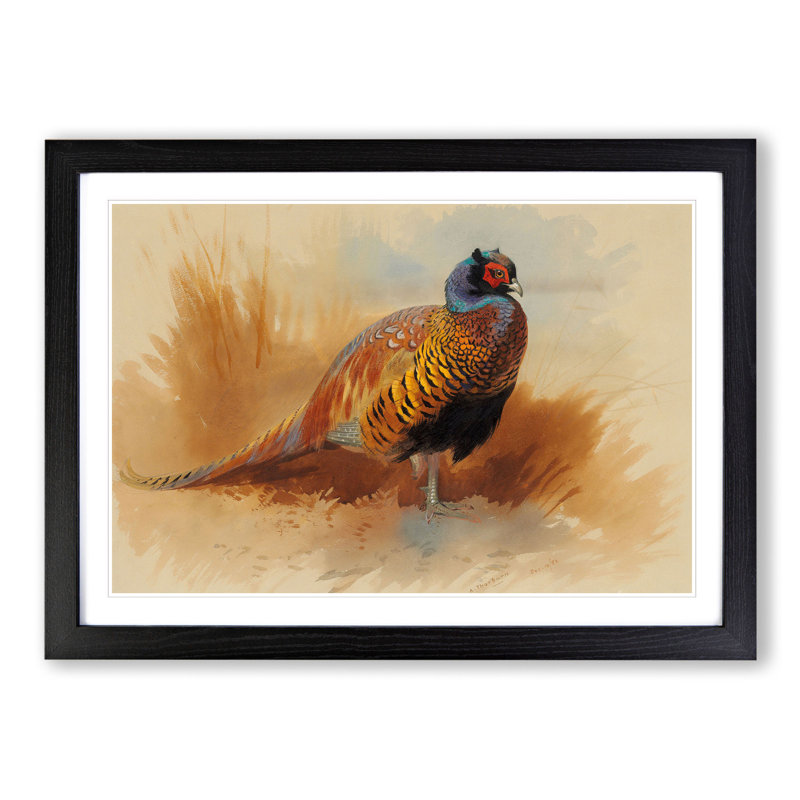 Study of a Cock by Archibald Thorburn - Picture Frame Painting, 48cm H x 65cm W x 2cm D, Black Framed