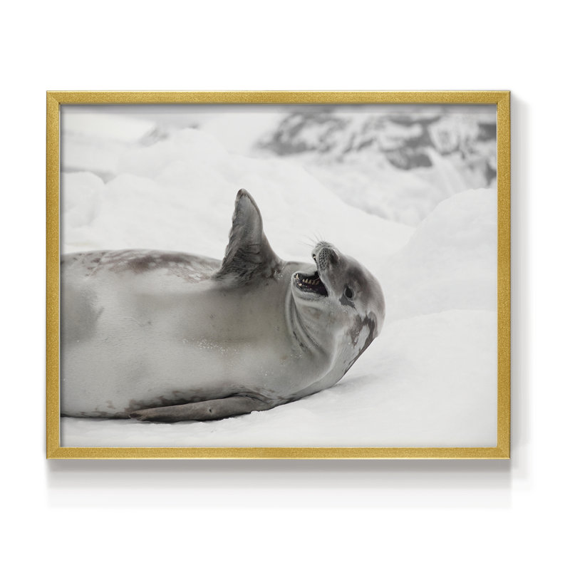 Laughing Seal -Framed Print - Restickable, 11" H x 14" W, Gold