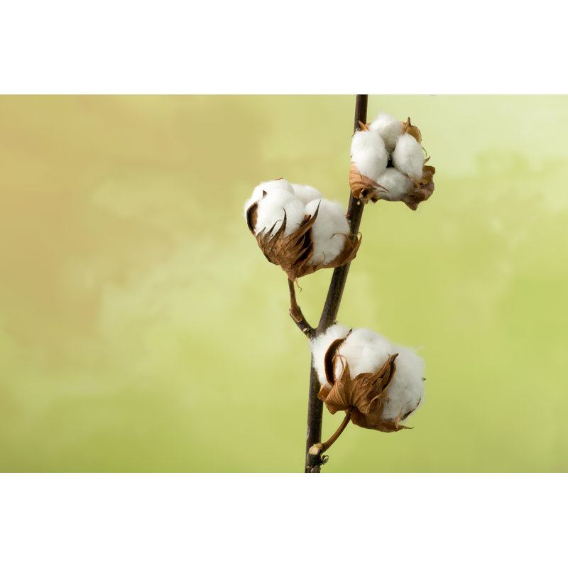 Cotton Plant by Studio-Annika - Wrapped Canvas Print, 30cm H x 46cm W