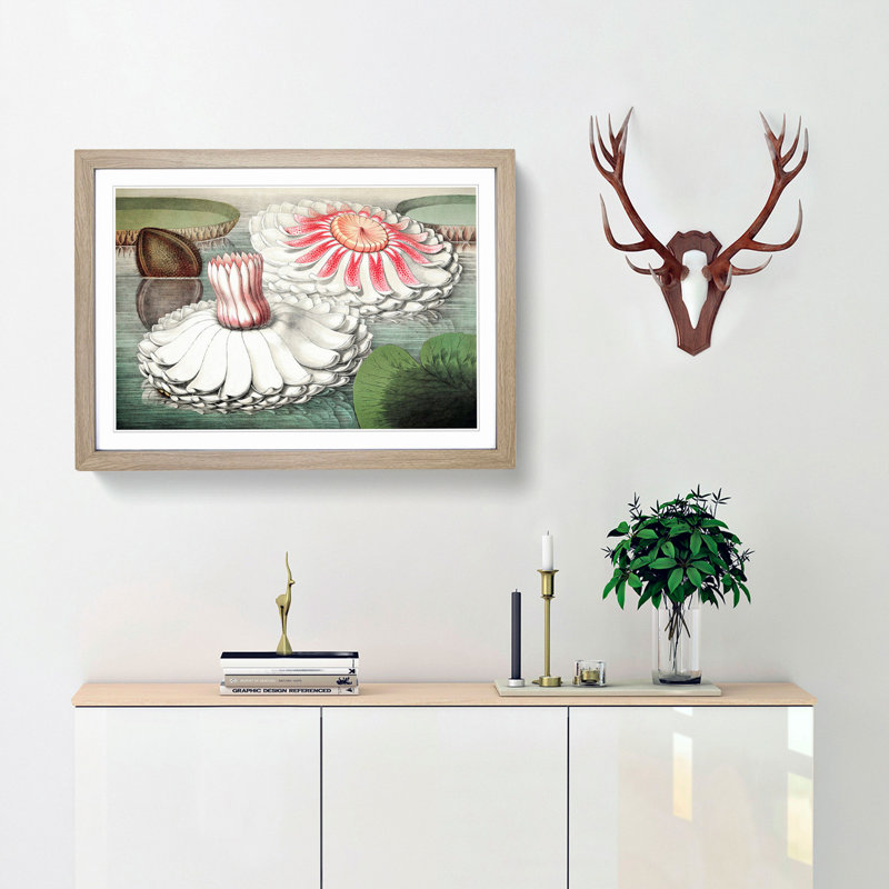 Blooming Gigantic Water Lily by William Sharp - Picture Frame Art Print, Oak Framed, 36cm H x 48cm W x 2cm D