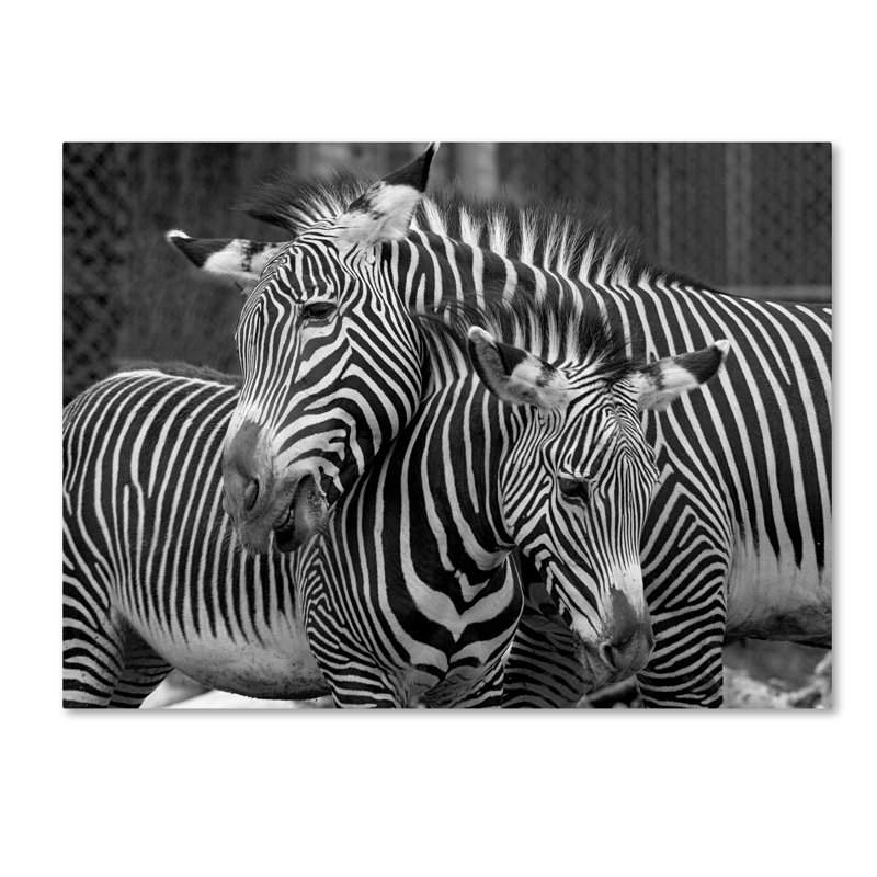 Alexan «Zebras», reproduction de photo sur toile tendue, H 14 po x l 19 po