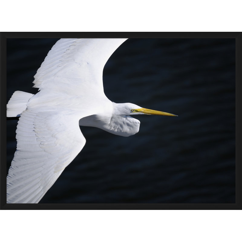 Gliding Egret' Framed Photographic Print on Glass