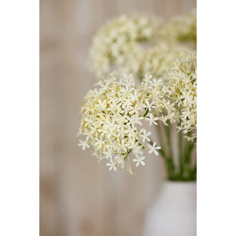 Anastasija Arrangement