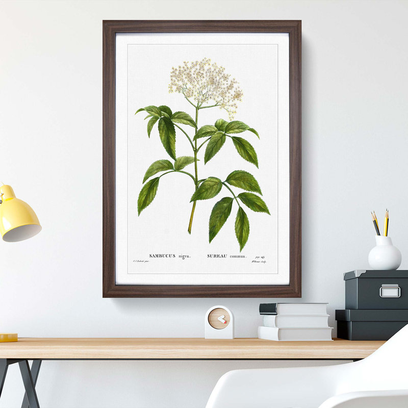 Elderflower Tree by Pierre-Joseph Redoute - Picture Frame Painting Print, 48cm H x 36cm W x 2cm D, Walnut Framed