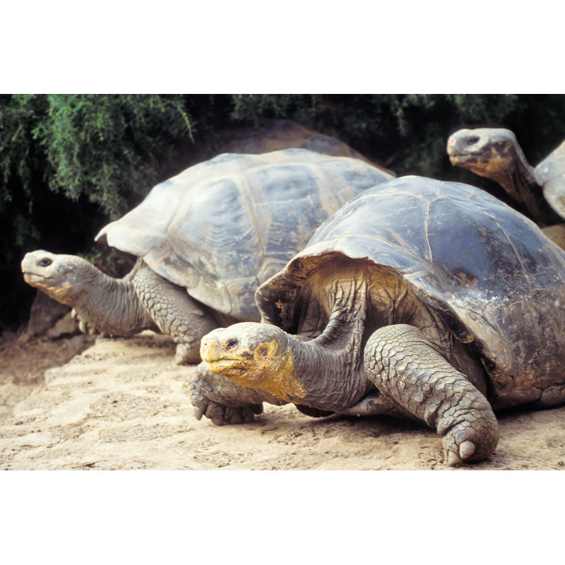Giant Tortoise, Ecuador by Pb_pictures - Wrapped Canvas Print, 51cm H x 76cm W