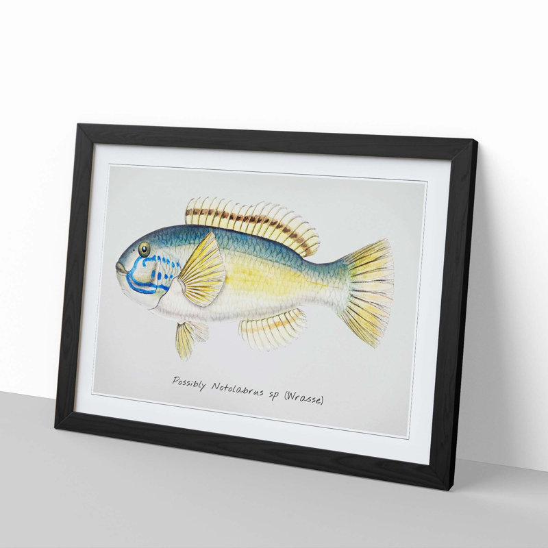 An Illustration Of A Wrasse Fish by F.E. Clarke - Single Picture Frame Painting, 45cm H x 63cm W x 2cm D, Black Framed