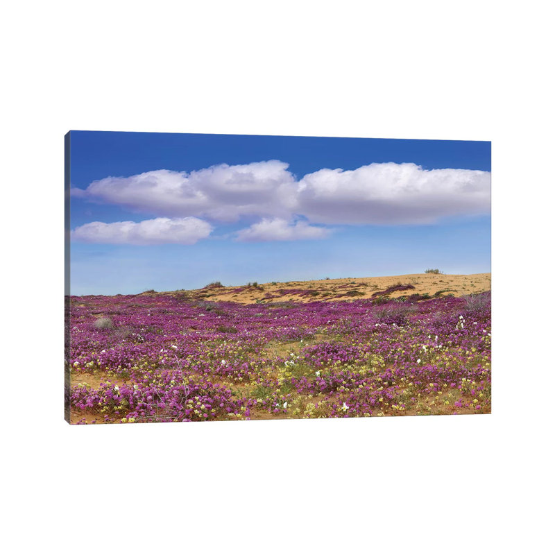 Sand Verbena Carpeting The Ground, Imperial Sand Dunes, California by Tim Fitzharris - Gallery-Wrapped Canvas Giclée on Canvas