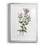 «Rose Botanical III», reproduction encadrée de qualité supérieure - prête à être accrochée-40744580-40744582