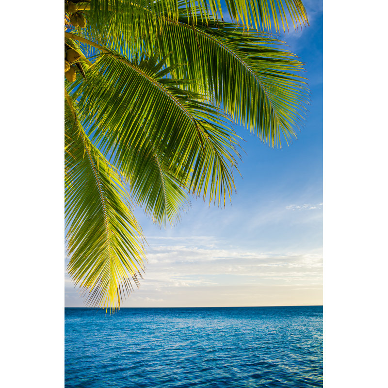 Coconut Palm Tree - Wrapped Canvas Print, 30cm H x 20cm W x 3.8cm D