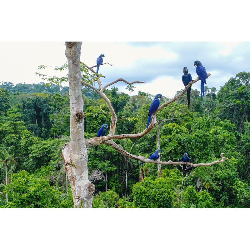 Group Of Hyacinth Macaw - Wrapped Canvas Print, 81cm H x 122cm W x 3.8cm D