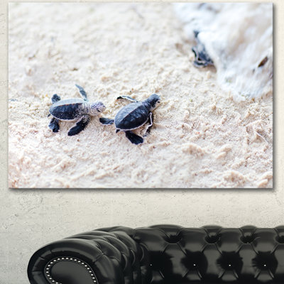 « baby green turtles on sable », reproduction de photo sur toile tendue