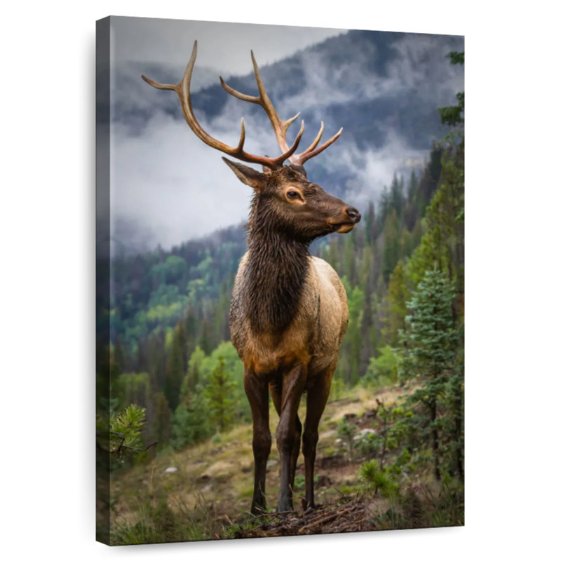 Brampt Elk In The Rockies, 30" H x 20" W