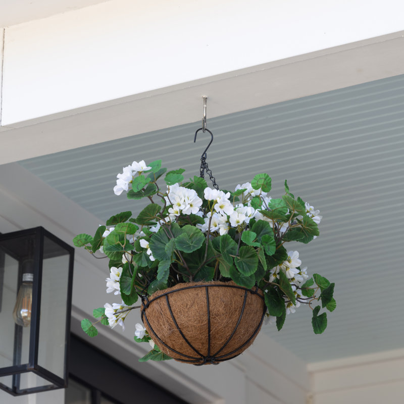 Geranium Hanging Basket, White