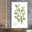 Herbe et basilic - Peinture-715697511-715697506