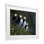 «Puffins & Wild Flowers», reproduction encadrée sous verre, conception de Jeremy Paul