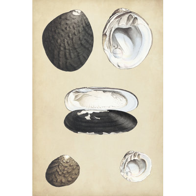 Marine Bivalves II - Wrapped Canvas Print