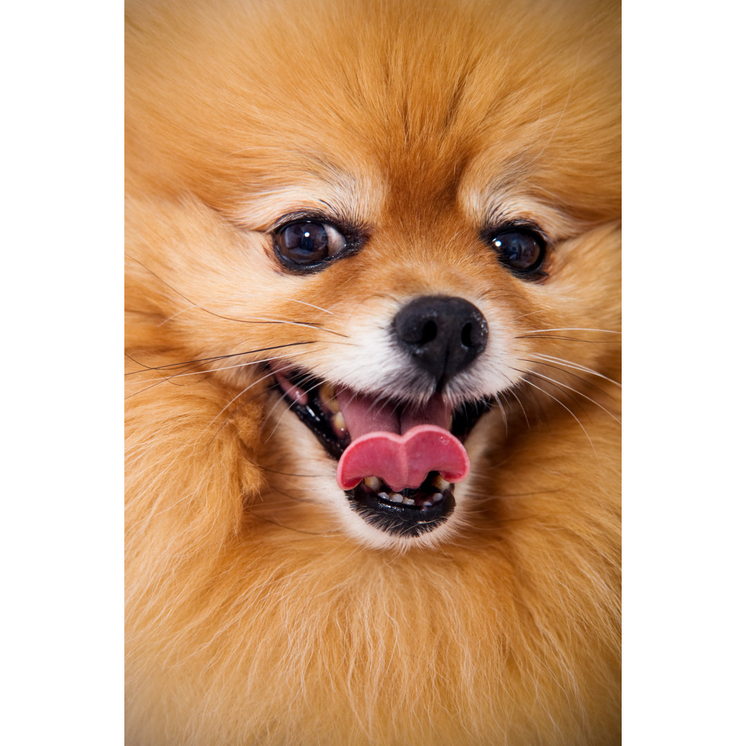 Anbetungswürdiger Hund - Pomeranian Up Close by Snapphoto - Drucken