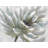 White Chrysanthemum Print On Canvas