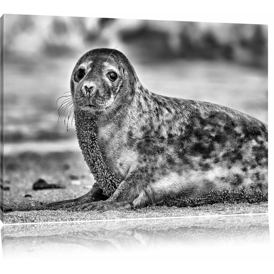 Leinwandbild Niedliche Robbe am Strand in Monochrom