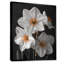 Monochromes blancs jaunes botaniques jonquilles I - jonquilles murales-1638424058-1638424056