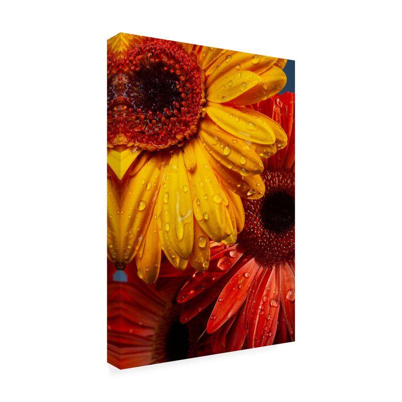 Gerbera bolognaise fleurs et gouttes d'eau, H 32 po x l 22 po x P 2 po