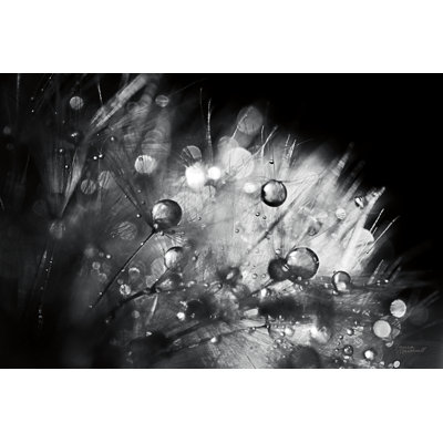 Dandelion Abstract I by Laura Marshall - Wrapped Canvas Print