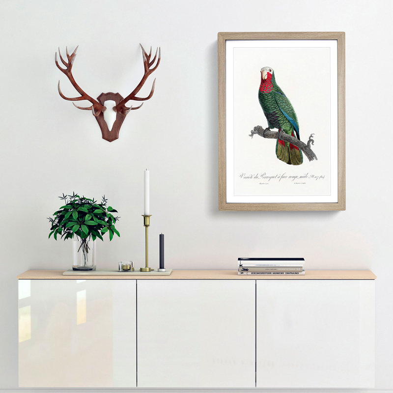 The Cuban Amazon Parrot by F. Levaillant - Picture Frame Art Print, Oak Framed, 65cm H x 48cm W x 2cm D