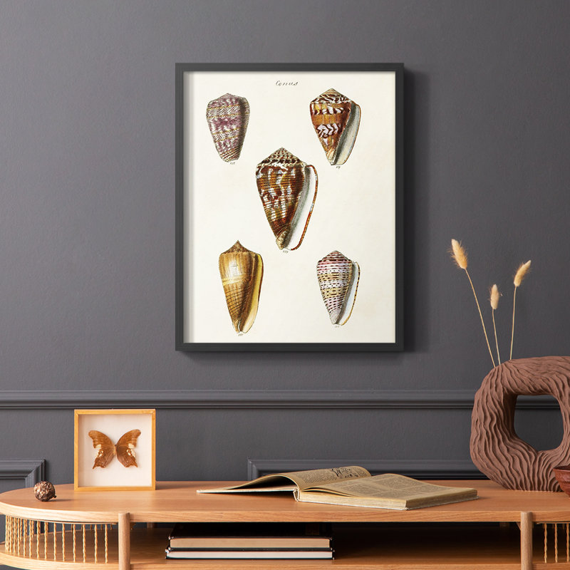 «Cone Shell Collection VI», reproduction encadrée - bois massif, Cadre simple noir, H 28 po x l 22 po