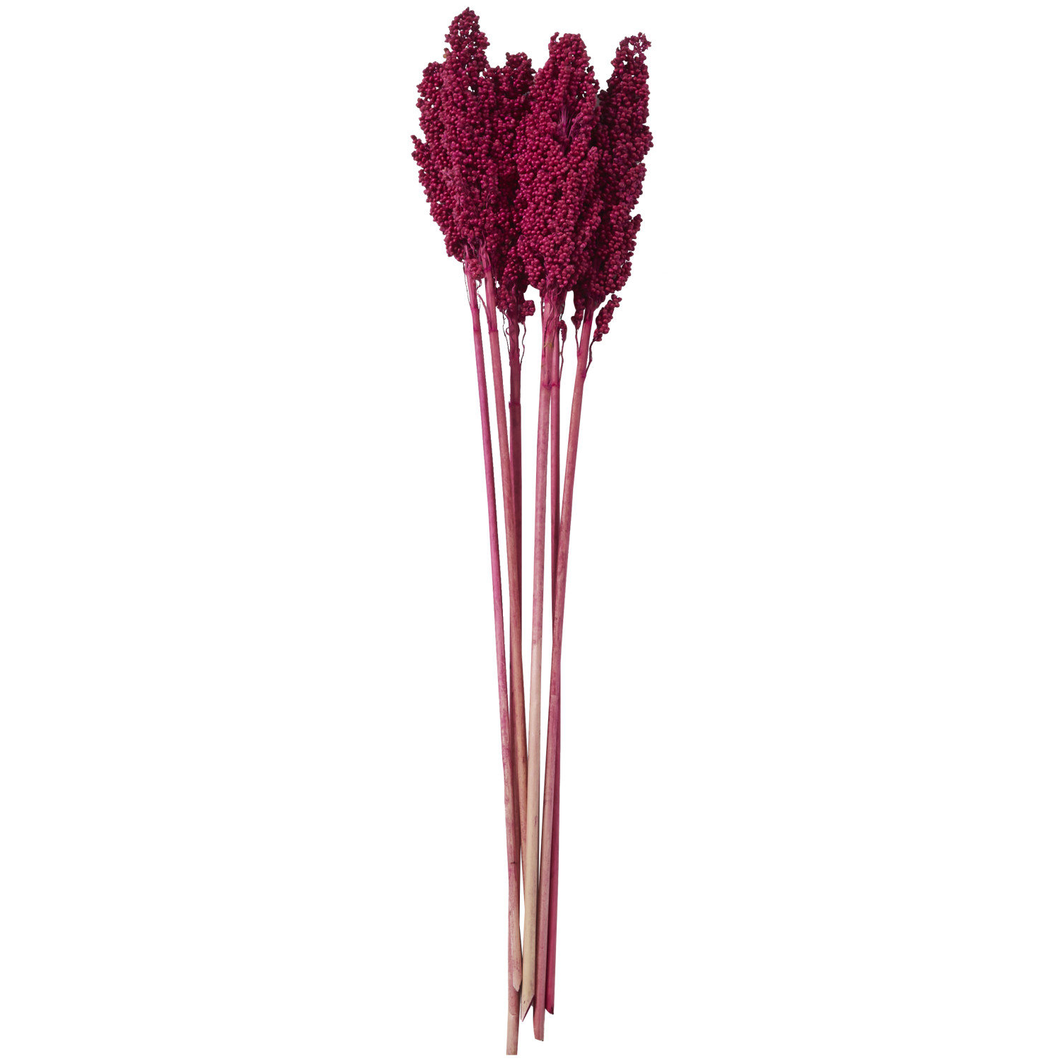 Clerkin Botanical Stems, Pink
