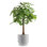Money Tree in Décor Pot