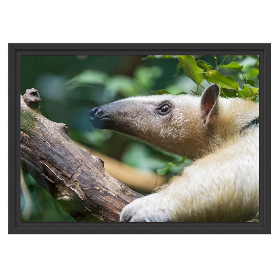 Gerahmtes Wandbild Nasenbär auf Ast