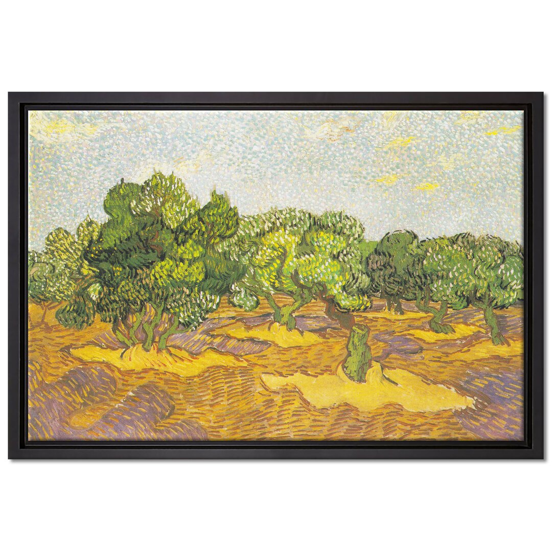 Gerahmtes Leinwandbild Olive Trees II von Vincent Van Gogh