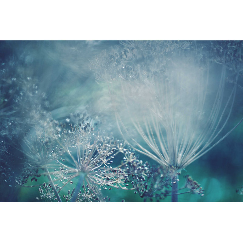 «Dill Plant» par Andipantz - Photographie sur toile tendue, L 12 po x H 8 po