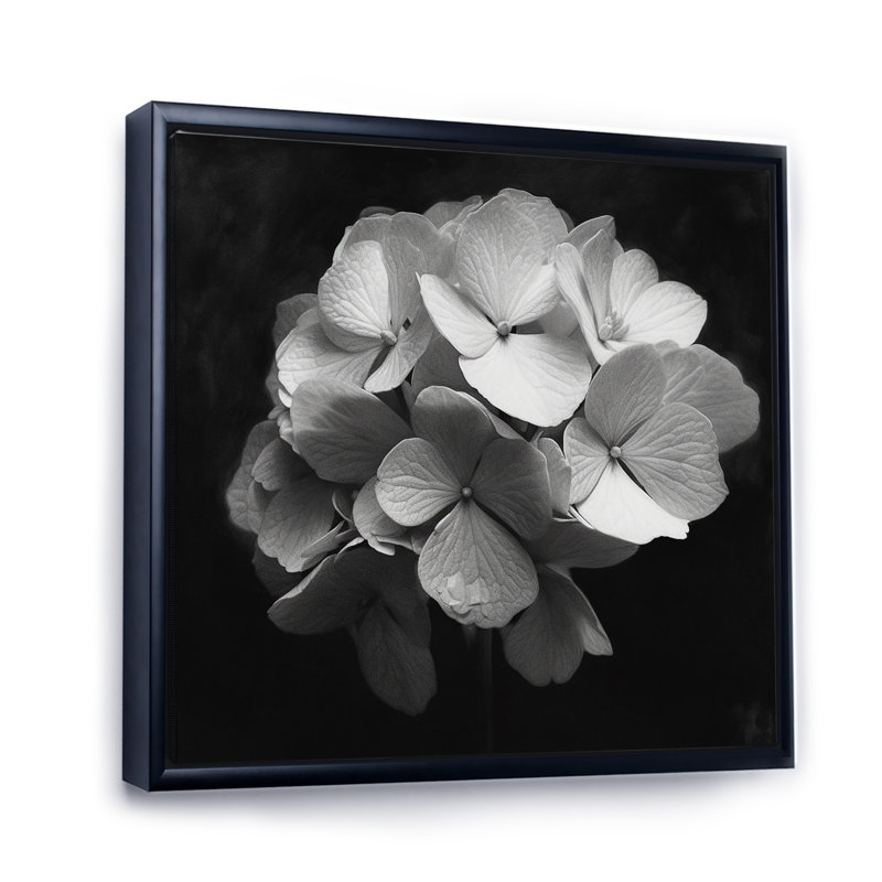 " Gray White Hydrangea Bloom I ", Black Floater Framed, 30" H x 30" W x 1.5" D