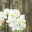 Conservatory Orchid Drop-In-1554782239