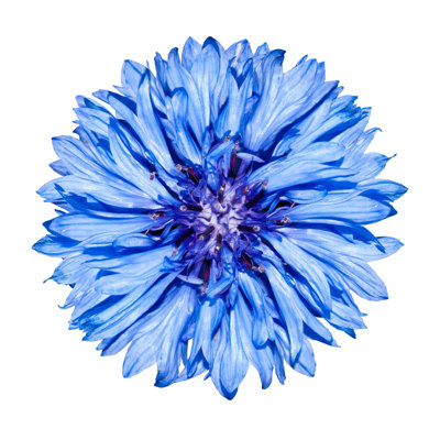 Maiar " Blue Cornflower, Centaurea Cyanus "