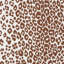 Iconic Leopard Wallpaper-69259197