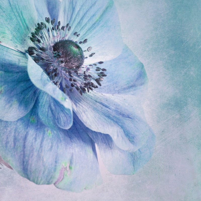 Shades Canvas Print, 50.8 cm H x 50.8 cm W