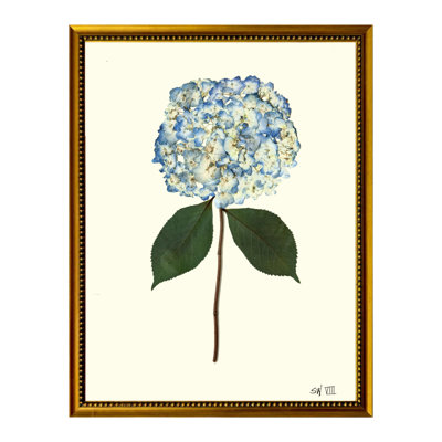 Pressed Hydrangea Print by Sandy Whitaker