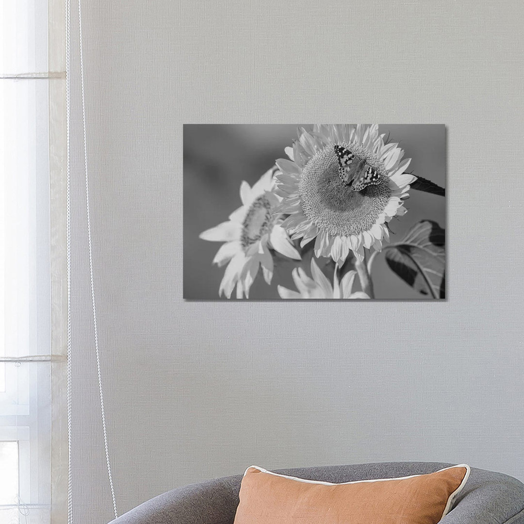 American Painted Lady Butterfly On Sunflower, New Mexico von Tim Fitzharris - Galerie-verpackte Leinwand Giclée auf Lein...