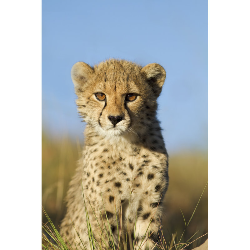 Cheetah Cub by JasonPrince - Wrapped Canvas Print, 122cm H x 81cm W